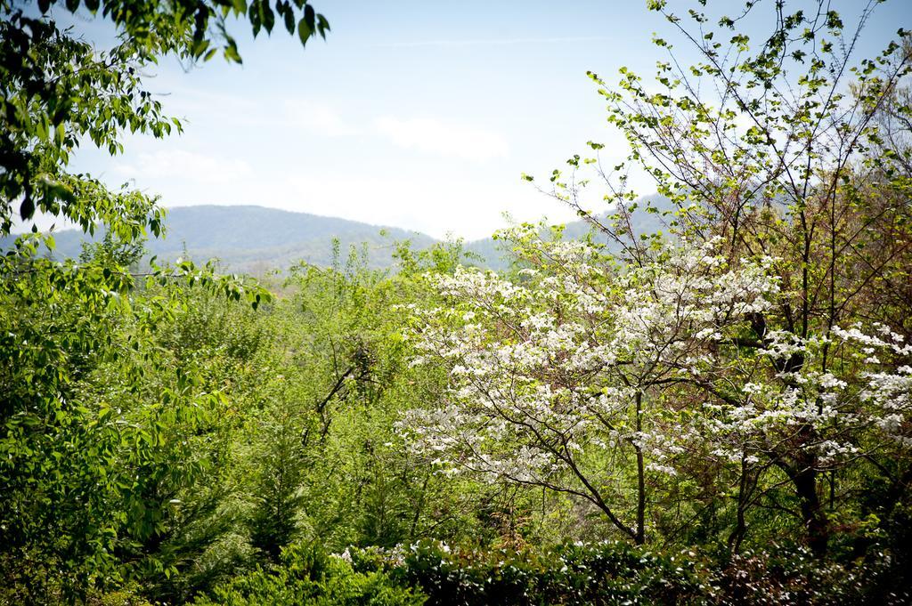 Biltmore Village Inn B&B Asheville Exteriér fotografie
